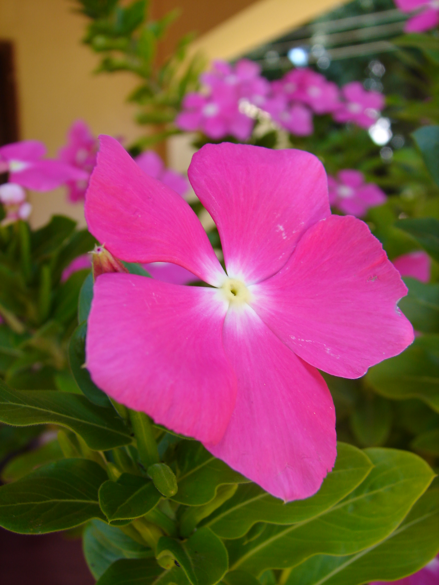 Frutal – Flor
